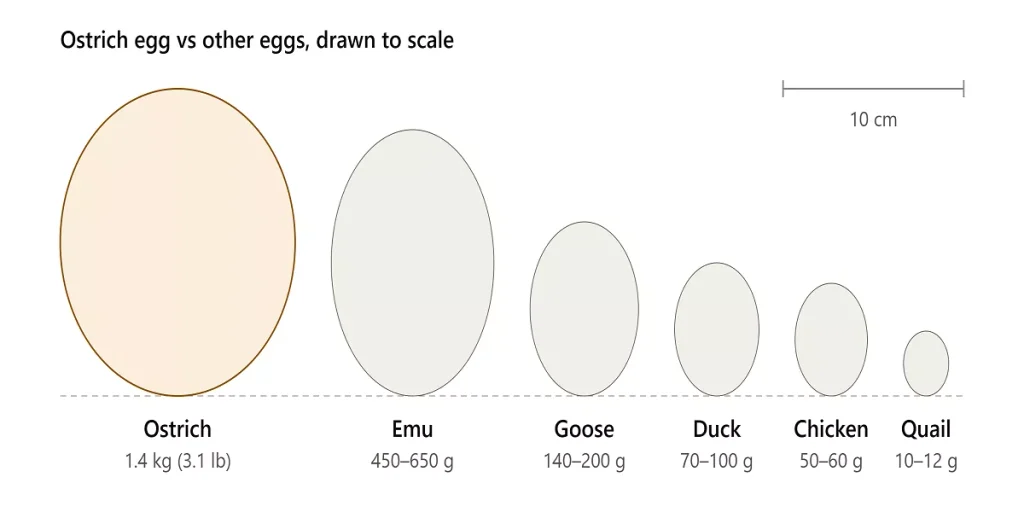 how big is an ostrich egg if you compare it with Emu, Goose, Duck, Chicken and Quail egg