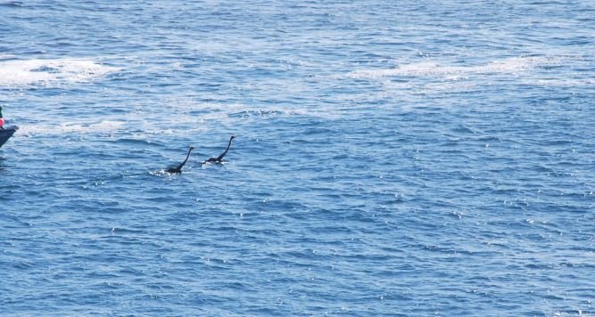 Ostriches swimming in the Atlantic Ocean