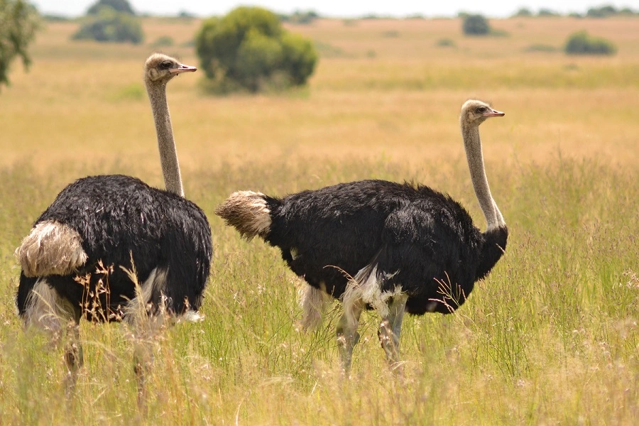 largest bird in the world common ostrich
