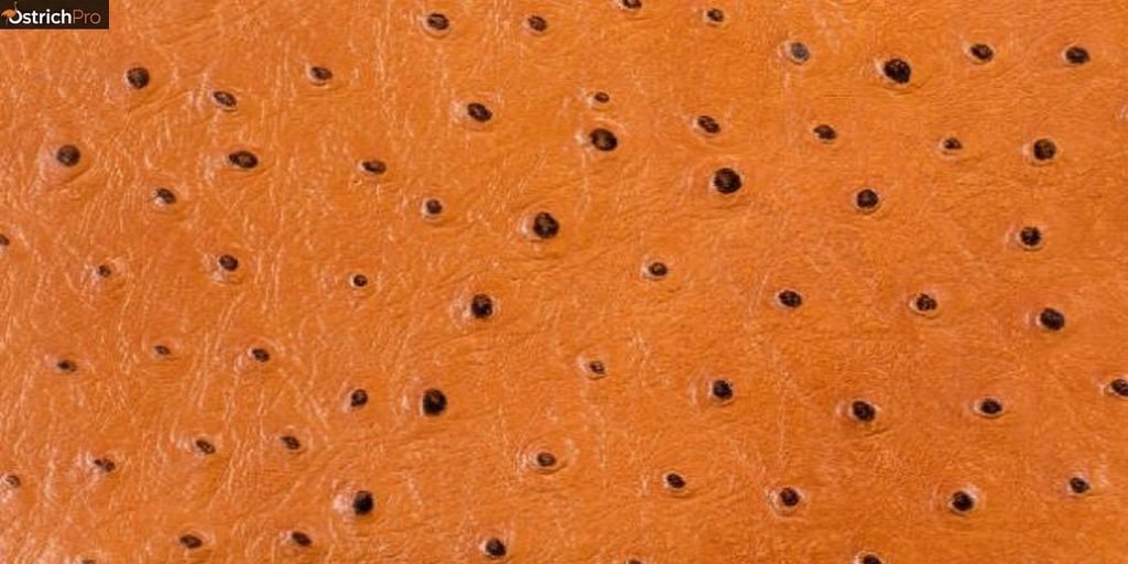Full-grain structure of Ostrich Leather 
