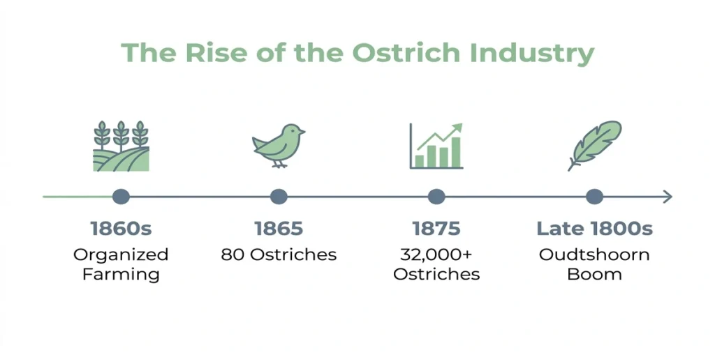 An infographic timeline titled The Rise of the Ostrich Industry detailing the 19th-century feather boom and population growth in South Africa.