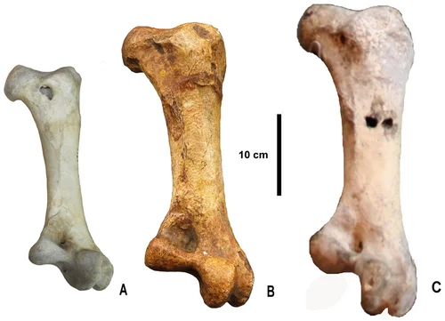 "Size comparison of ostrich thigh bones: modern Struthio camelus next to the much larger extinct Pachystruthio anderssoni and Pachystruthio dmanisensis"