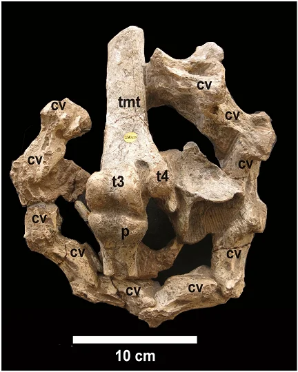 Fossil skeleton of the extinct Asian ostrich, Struthio asiaticus, showing cervical vertebrae and tarsometatarsus bones