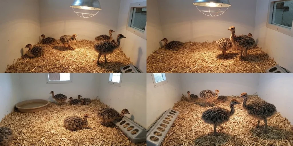 Ostrich chicks in a safe brooder with heat, food and water