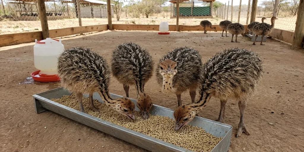 Ostrich chicks eating starter feed in a clean enclosure