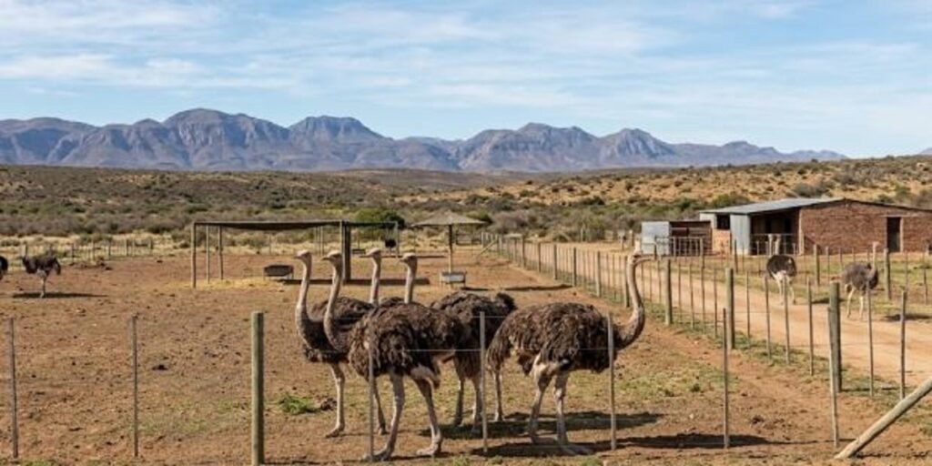 Ostriches on a commercial farm in South Africa for the ostrich export industry