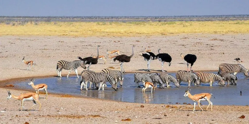 Ostriches feeding alongside zebras on the African savanna